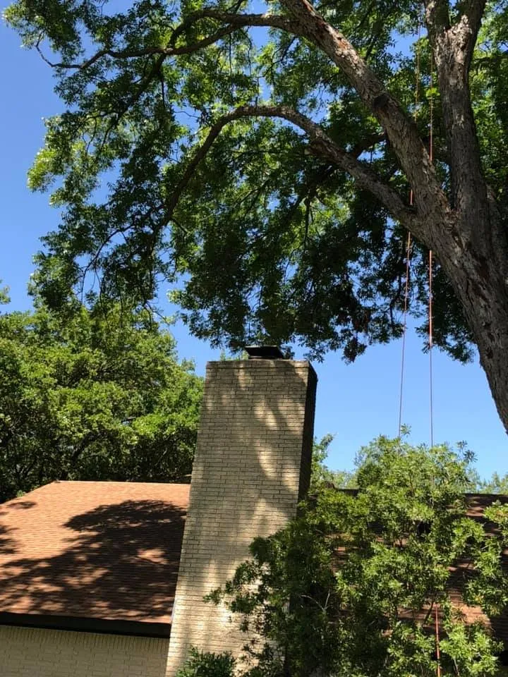 Professional yard cleanup service in Leander, TX by Rosas Tree Services