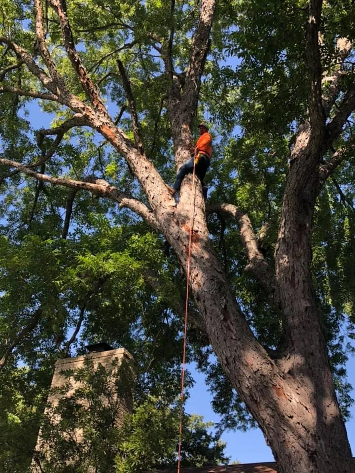 Trusted landscape installation in Leander, TX by Rosas Tree Services