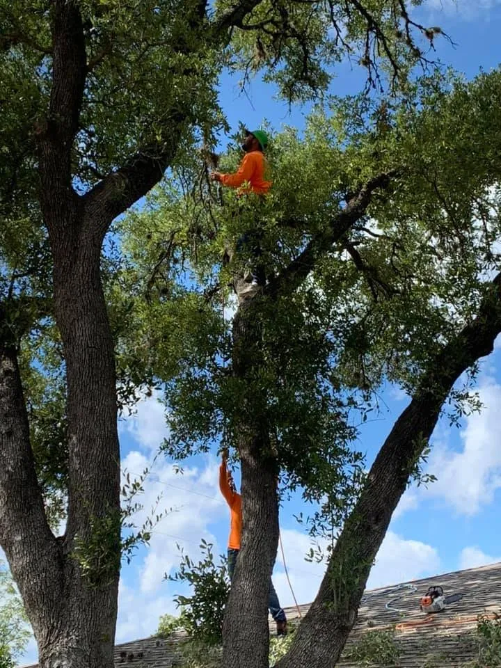 Trusted yard cleanup service in Leander, TX - Rosas Tree Services