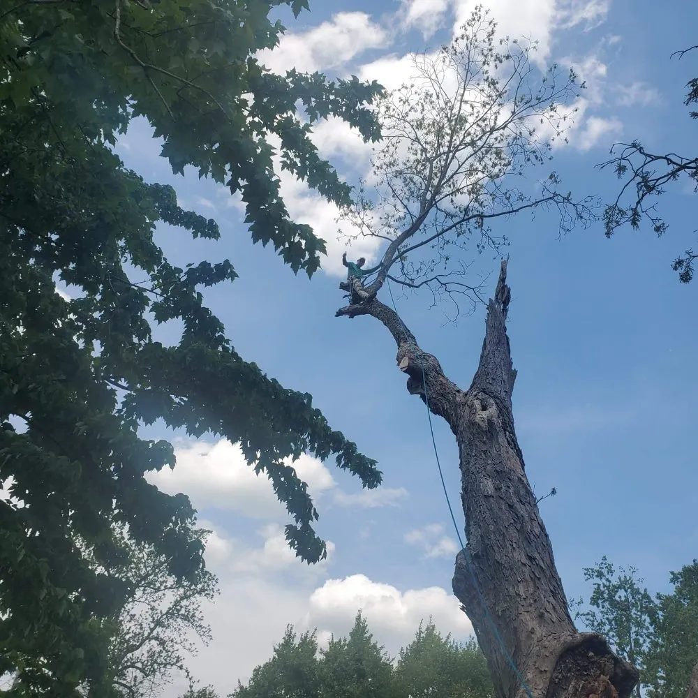 Professional garden landscaping in South Park View, KY by Rosas Tree Services