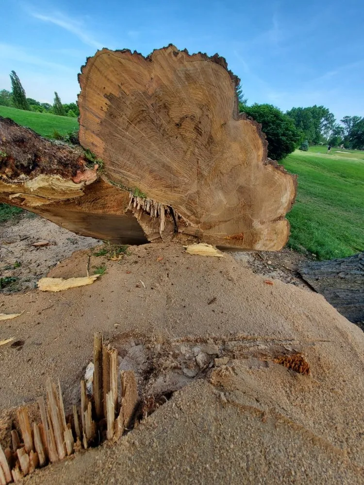 Professional landscaping services in South Park View, KY - Rosas Tree Services