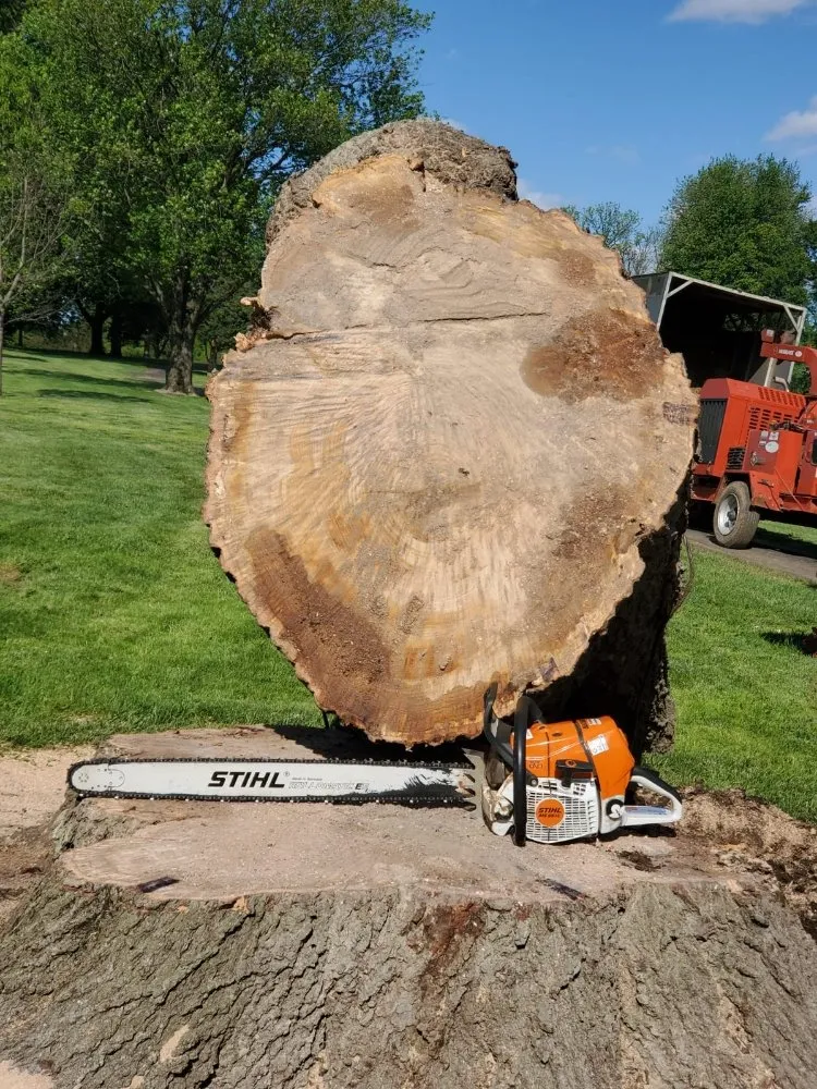Trusted yard maintenance for residential properties in South Park View, KY by Rosas Tree Services