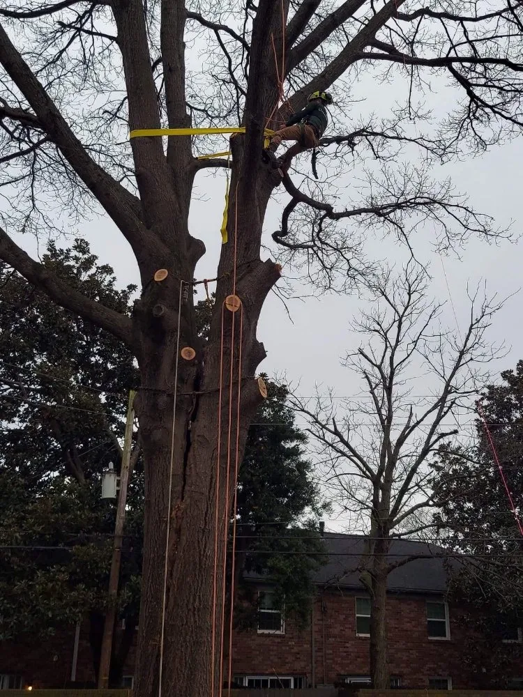 Professional outdoor landscaping for residential properties across South Park View, KY - Rosas Tree Services