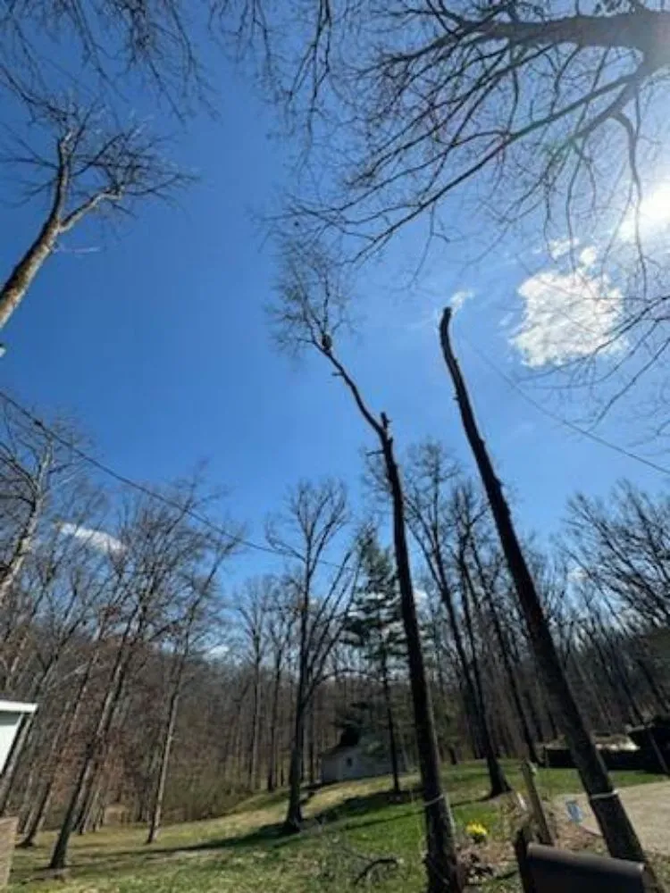 Affordable landscaping services experts serving South Park View, KY - Rosas Tree Services