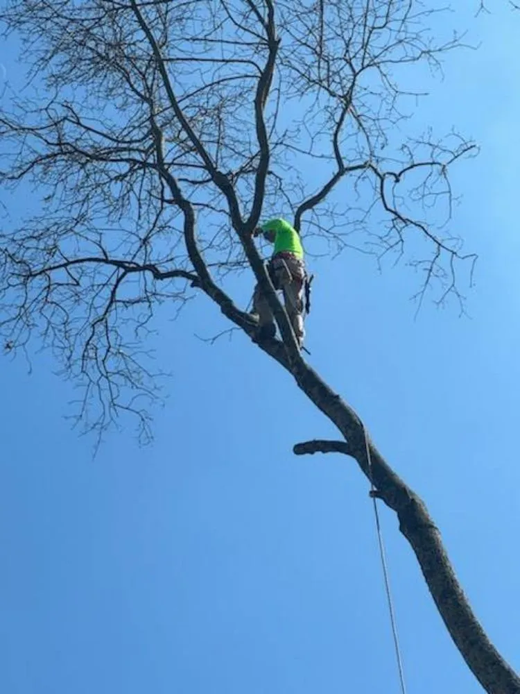 Custom landscape installation in South Park View, KY - Rosas Tree Services