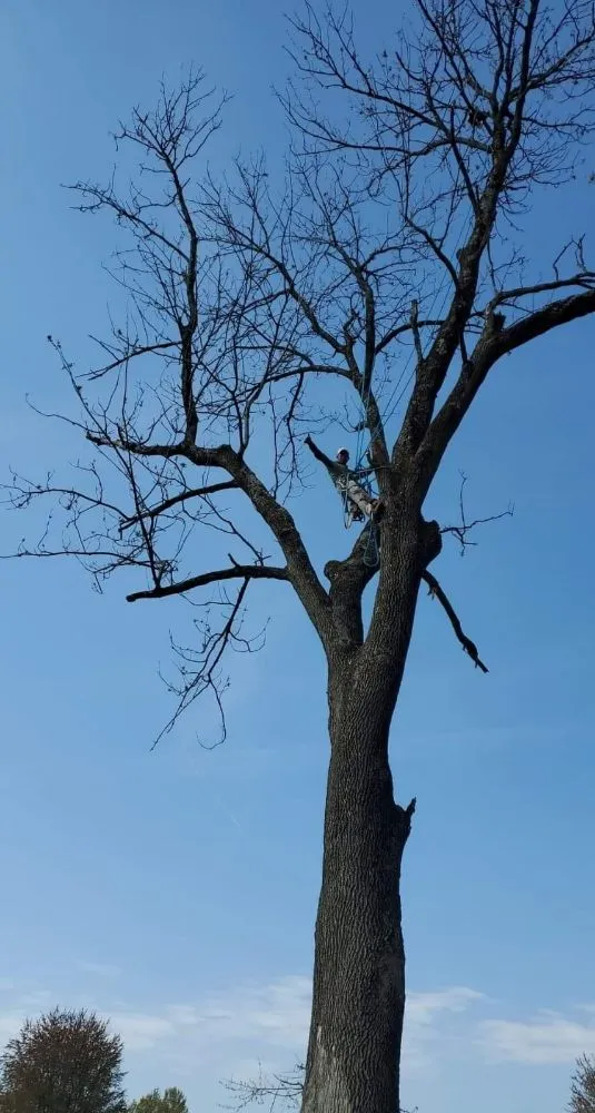 Expert yard cleanup service experts serving South Park View, KY - Rosas Tree Services