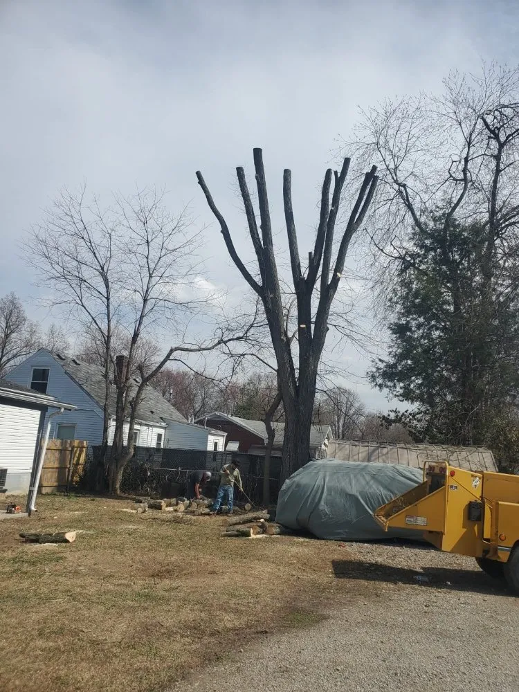 Professional yard cleanup service in South Park View, KY - Rosas Tree Services