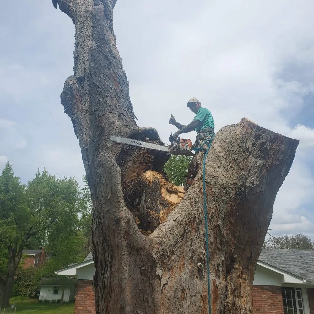 Top-rated landscape design for homes across South Park View, KY - Rosas Tree Services