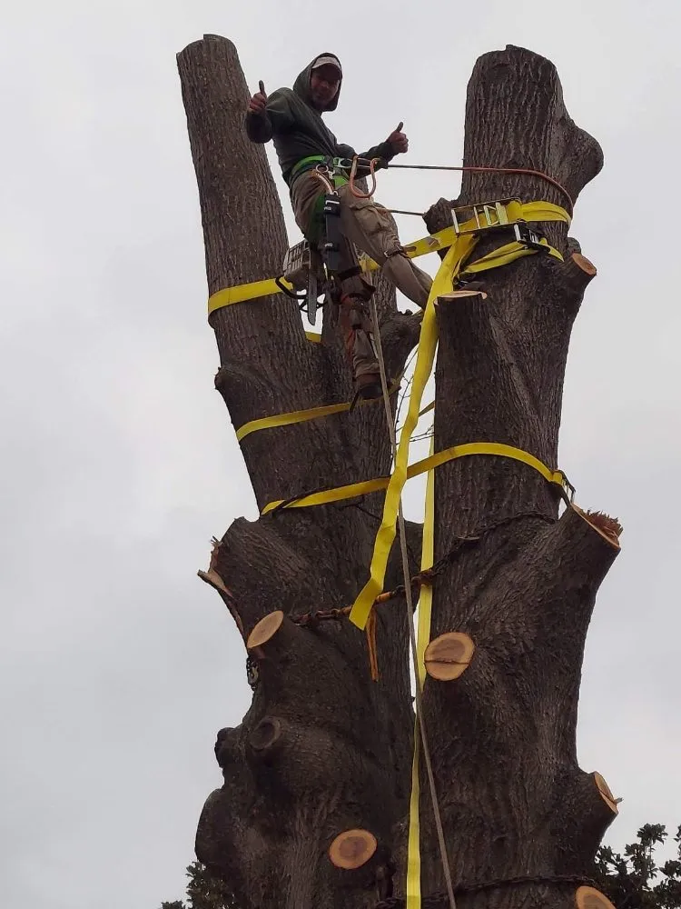 Top-rated yard cleanup service experts serving South Park View, KY - Rosas Tree Services