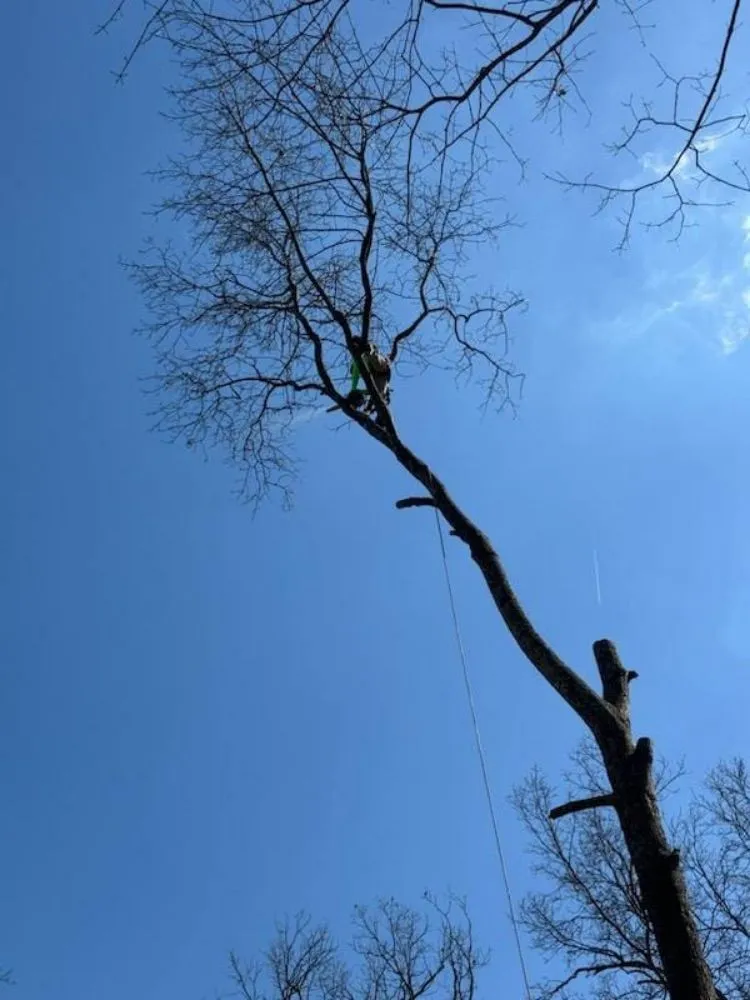 Local landscape installation in South Park View, KY by Rosas Tree Services