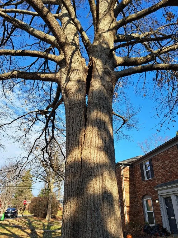 Expert garden landscaping in South Park View, KY - Rosas Tree Services
