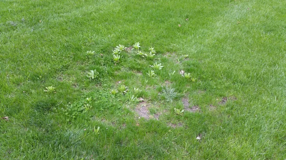 Professional landscaping services with custom design in Libertyville, IL by Rosborough Partners