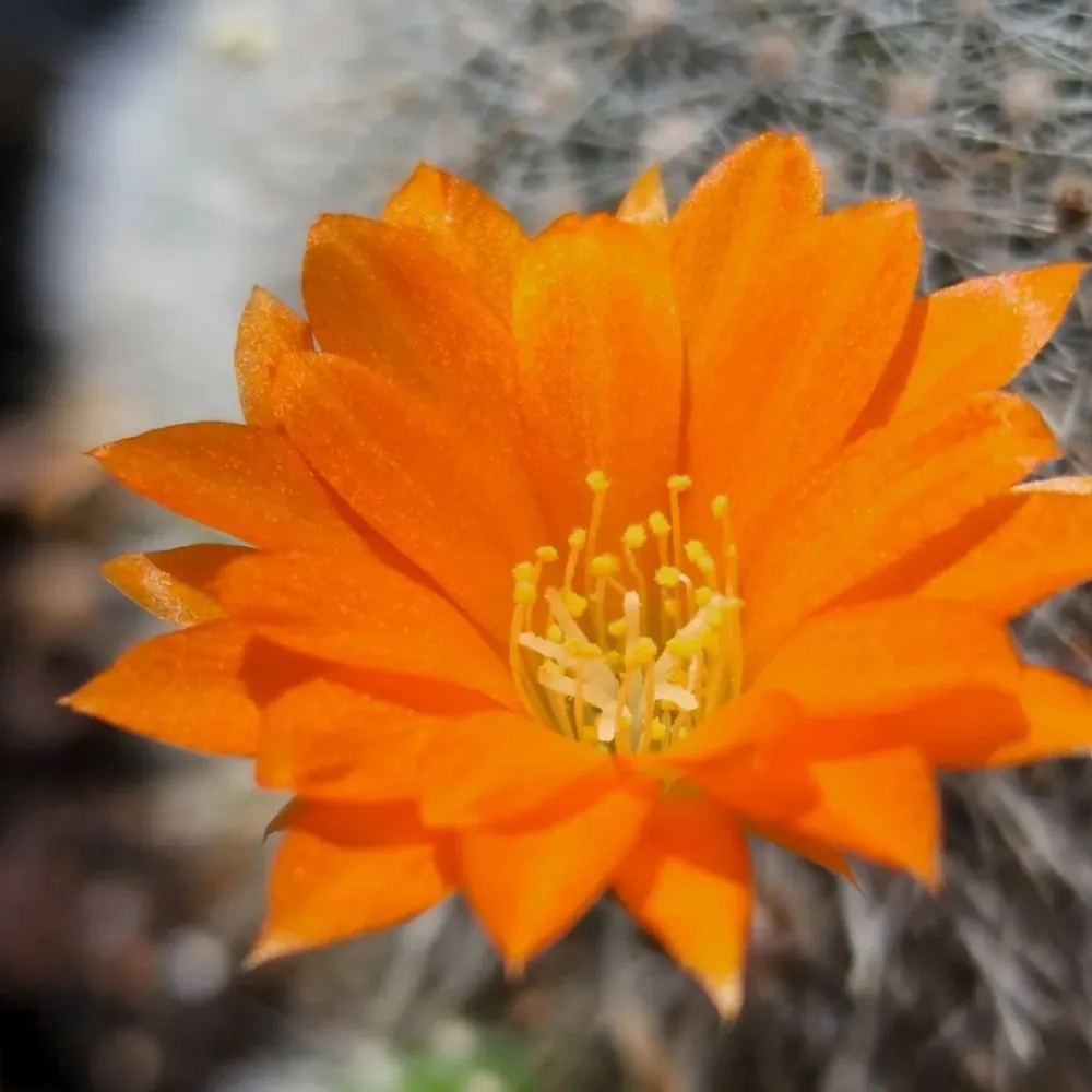 Expert residential landscaping with custom design in North Hollywood, CA by Roscoe Nursery Wholesale Growers