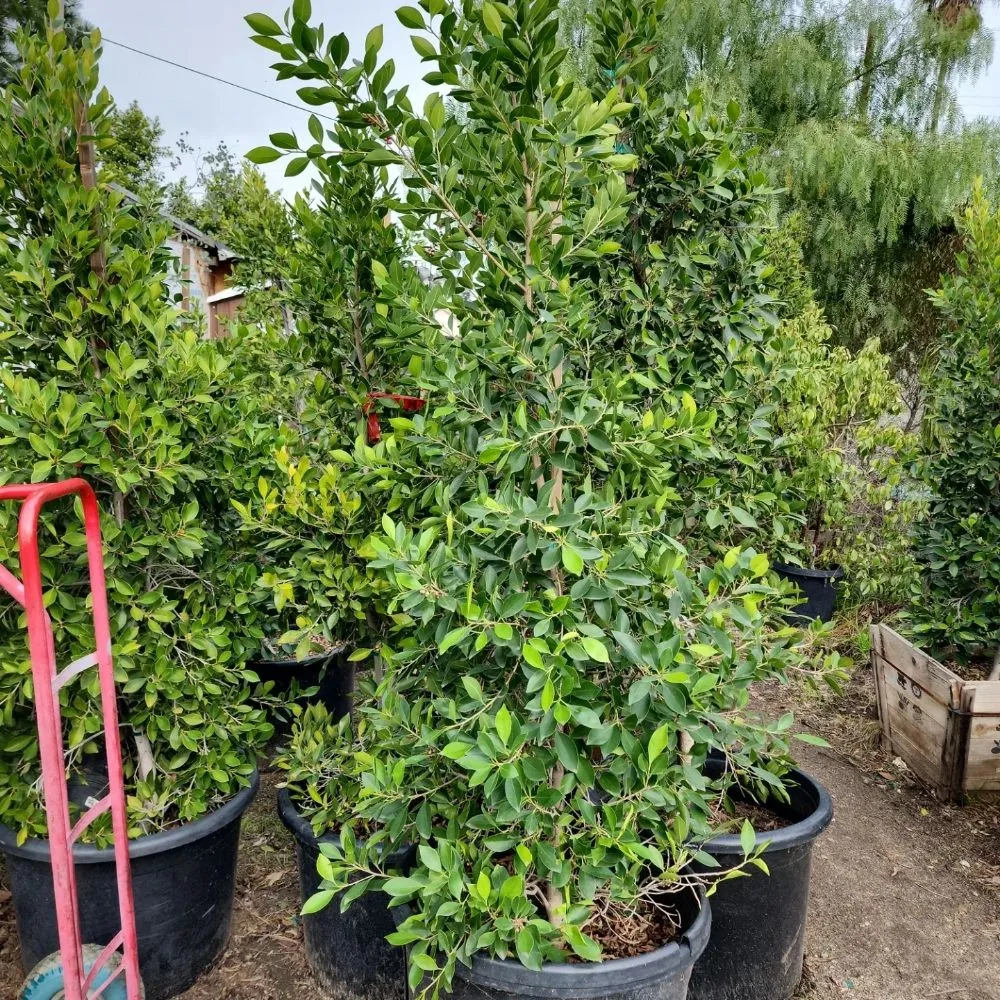 Professional residential landscaping in North Hollywood, CA by Roscoe Nursery Wholesale Growers