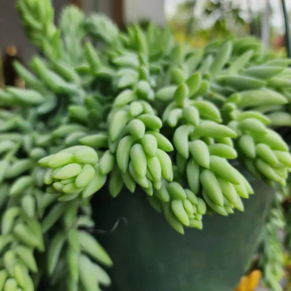 Top-rated landscape installation for year-round maintenance across North Hollywood, CA - Roscoe Nursery Wholesale Growers