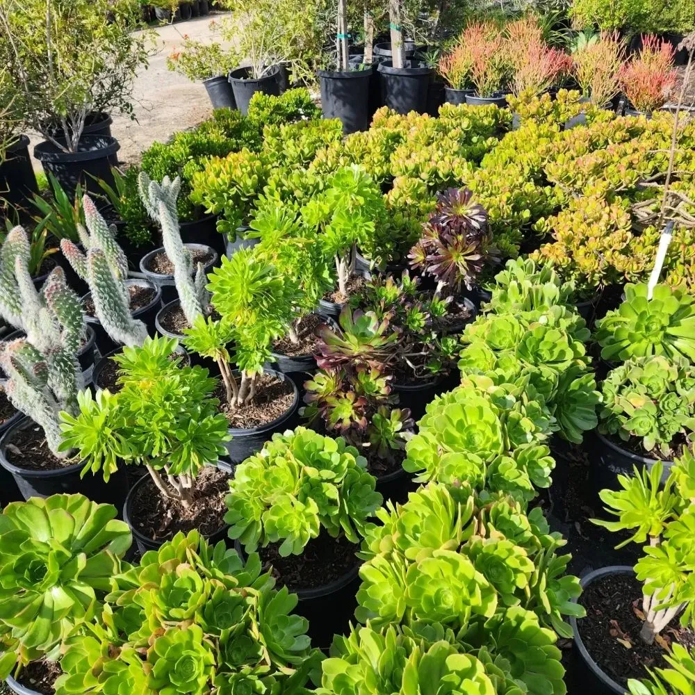 Trusted landscape design in North Hollywood, CA - Roscoe Nursery Wholesale Growers