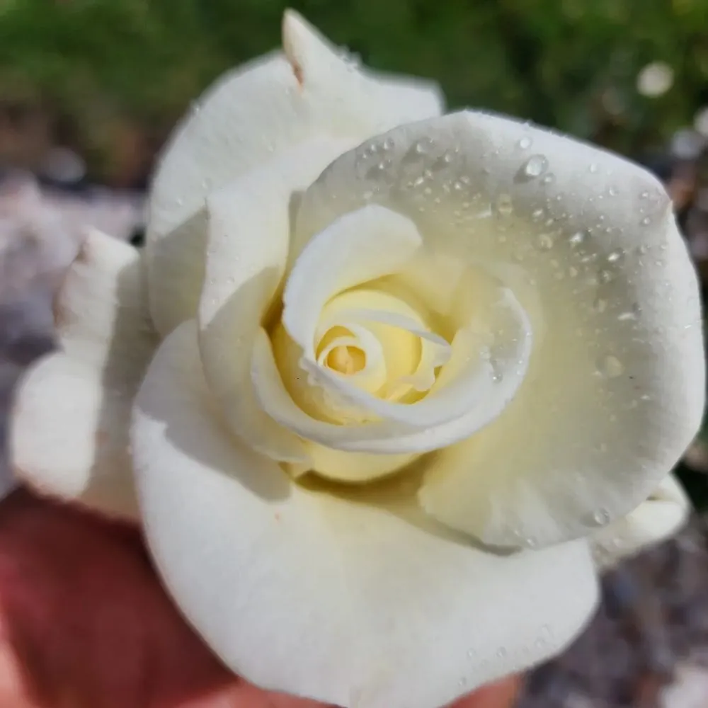 Affordable garden landscaping for year-round maintenance across North Hollywood, CA - Roscoe Nursery Wholesale Growers