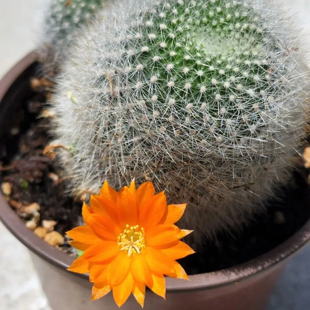 Expert yard cleanup service for year-round maintenance across North Hollywood, CA - Roscoe Nursery Wholesale Growers