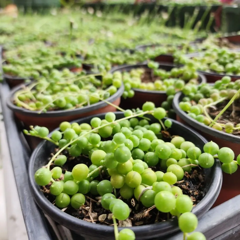 Top-rated outdoor landscaping with custom design in North Hollywood, CA by Roscoe Nursery Wholesale Growers