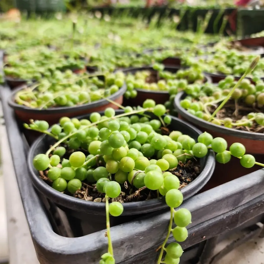 Custom yard maintenance for year-round maintenance in North Hollywood, CA by Roscoe Nursery Wholesale Growers