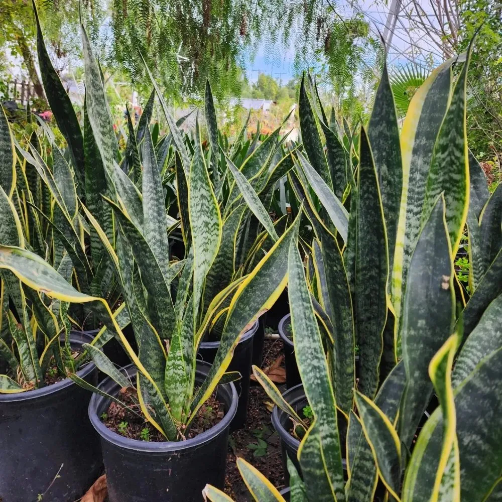 Custom residential landscaping for year-round maintenance across North Hollywood, CA - Roscoe Nursery Wholesale Growers