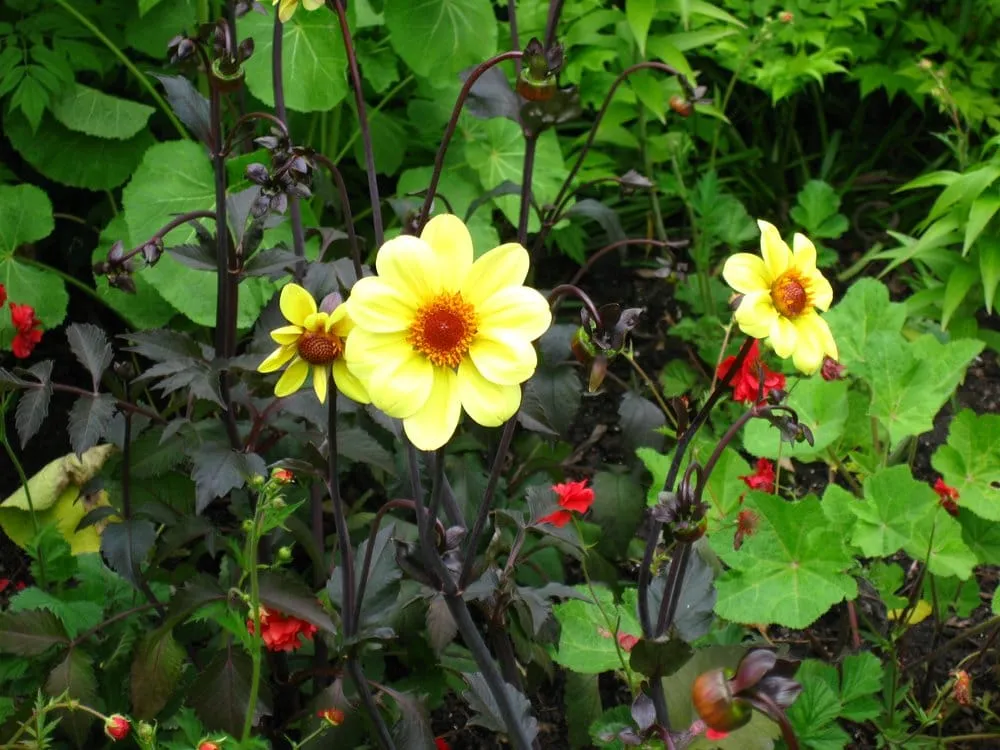 Trusted yard cleanup service for residential properties in North Hollywood, CA by Roscoe Nursery Wholesale Growers