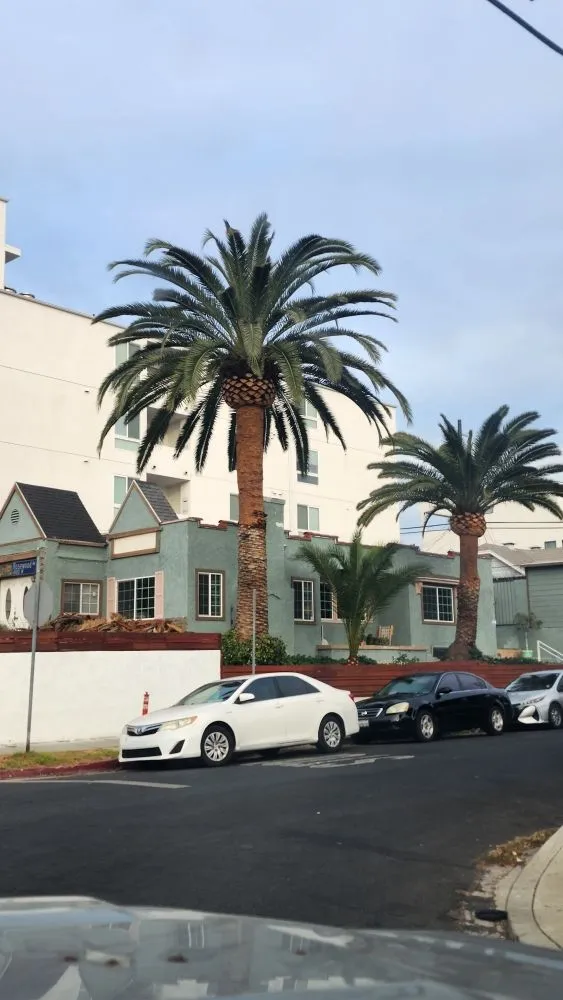 Expert yard cleanup service experts serving Los Angeles, CA - Rose Garden Landscaping