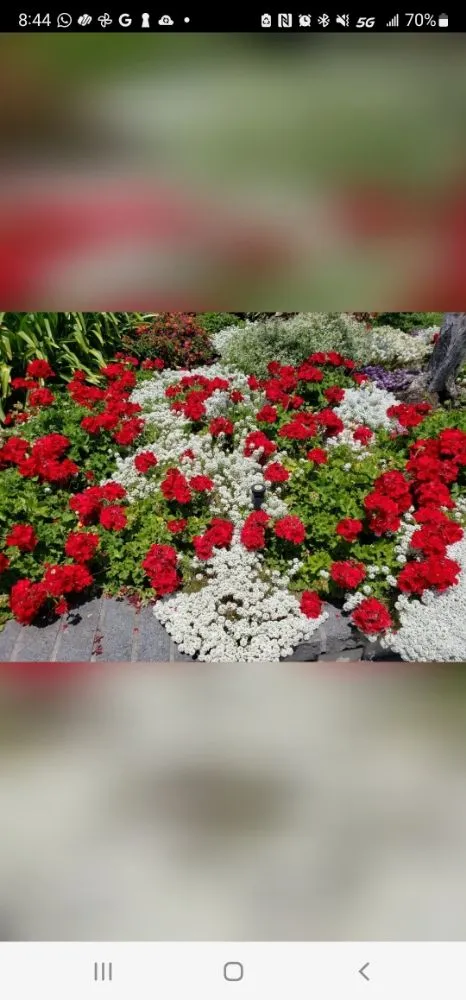 Professional yard cleanup service with custom design across Los Angeles, CA - Rose Garden Landscaping