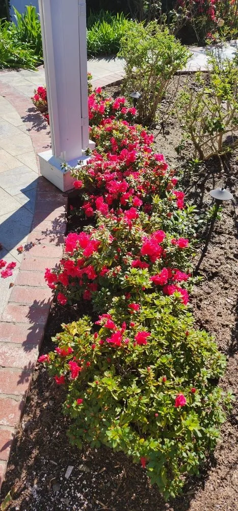 Professional lawn care service for year-round maintenance across Los Angeles, CA - Rose Garden Landscaping