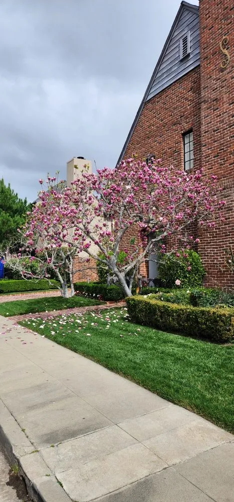 Professional landscape installation for residential properties in Los Angeles, CA by Rose Garden Landscaping