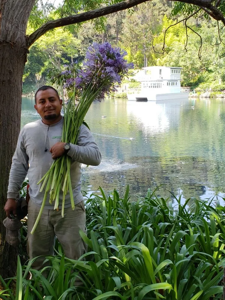 Top-rated lawn care service in Los Angeles, CA - Rose Garden Landscaping