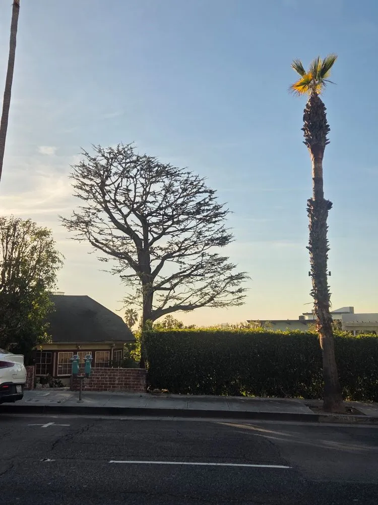 Top-rated yard cleanup service in Los Angeles, CA by Rose Garden Landscaping