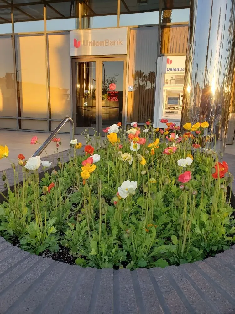 Custom yard cleanup service in Los Angeles, CA by Rose Garden Landscaping