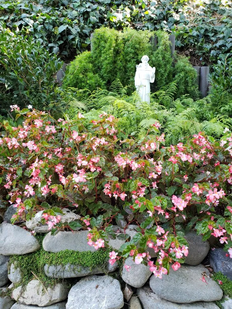 Expert yard maintenance in Los Angeles, CA - Rose Garden Landscaping
