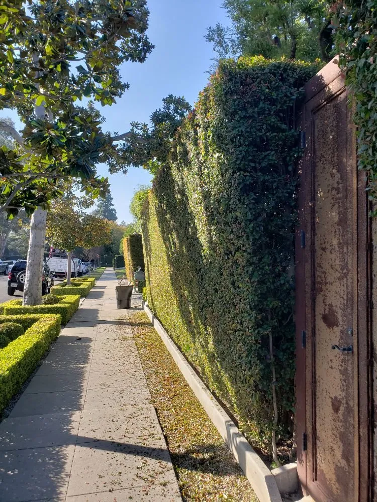 Professional residential landscaping for outdoor upgrades in Los Angeles, CA by Rose Garden Landscaping