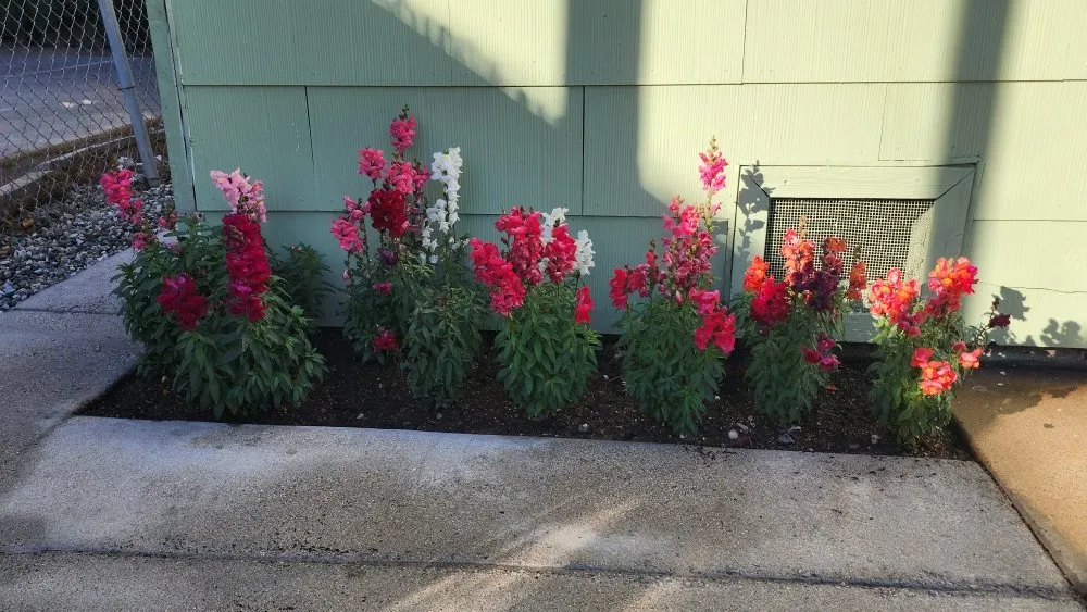 Expert garden landscaping in Los Angeles, CA - Rose Garden Landscaping