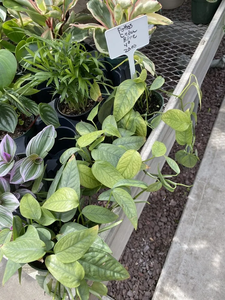 Reliable yard maintenance for outdoor upgrades in New Rochelle, NY by Rose Hill Nurseries