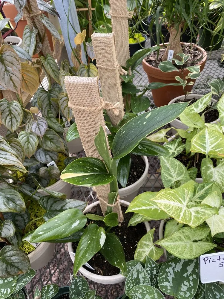 Professional yard maintenance for outdoor upgrades in New Rochelle, NY by Rose Hill Nurseries