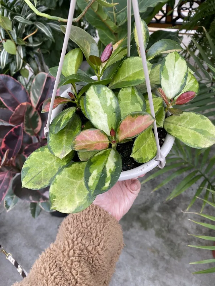 Top-rated lawn care service for beautiful yards across New Rochelle, NY - Rose Hill Nurseries