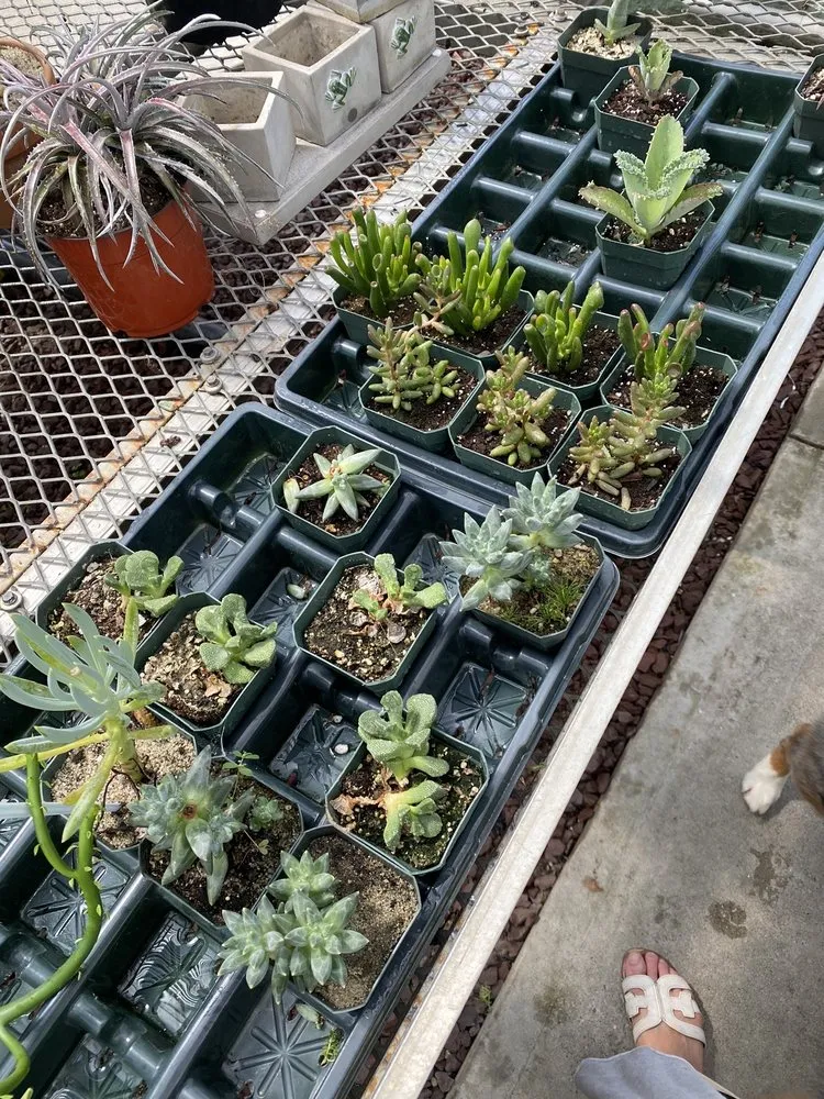 Reliable lawn mowing service for residential properties in New Rochelle, NY by Rose Hill Nurseries