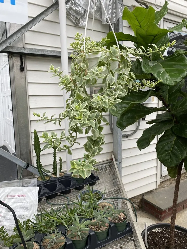 Local outdoor landscaping with custom design across New Rochelle, NY - Rose Hill Nurseries