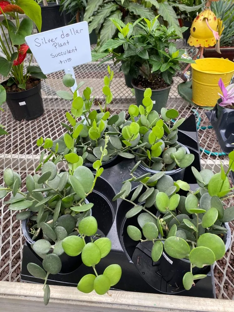 Expert landscape design for year-round maintenance across New Rochelle, NY - Rose Hill Nurseries