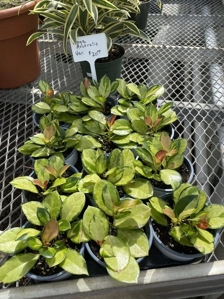 Expert residential landscaping experts serving New Rochelle, NY - Rose Hill Nurseries