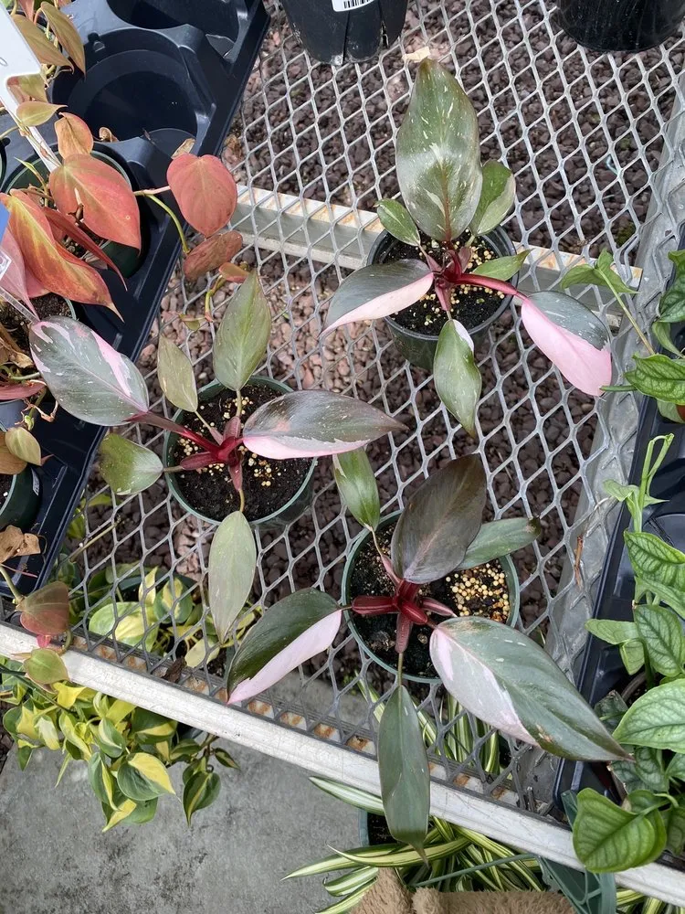 Local lawn care service experts serving New Rochelle, NY - Rose Hill Nurseries