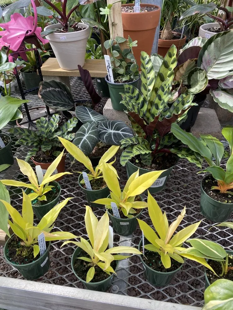 Custom lawn mowing service experts serving New Rochelle, NY - Rose Hill Nurseries