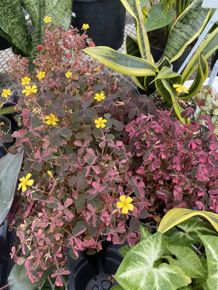 Reliable lawn care service in New Rochelle, NY - Rose Hill Nurseries