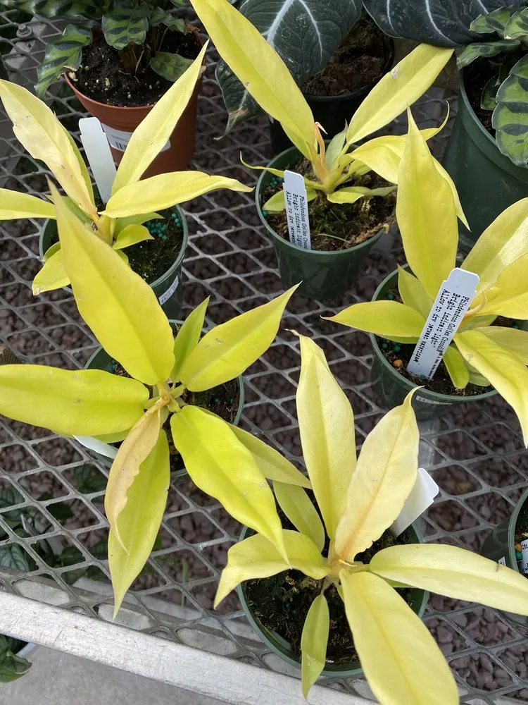 Custom landscape installation for year-round maintenance across New Rochelle, NY - Rose Hill Nurseries