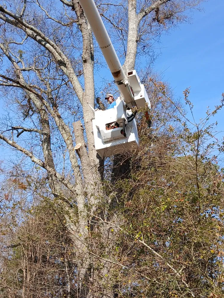 Professional yard cleanup service in Whitmire, SC by Rose Landscape & Tree service