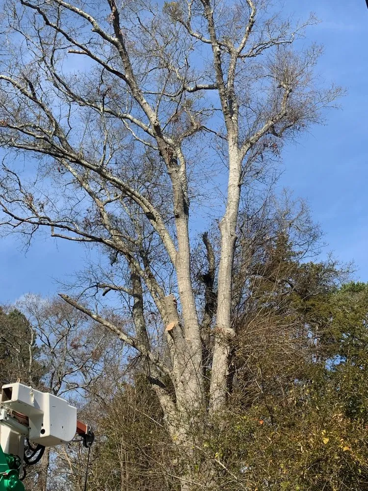 Affordable lawn care service in Whitmire, SC by Rose Landscape & Tree service