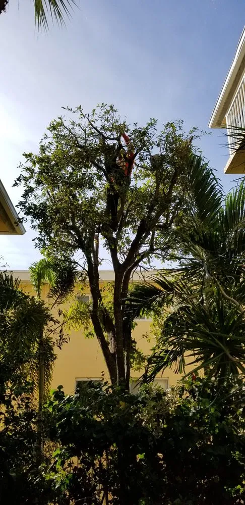 Expert landscape installation in Miami, FL by Rose Valley Landscaping